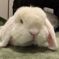 蒼弥🎮さんのアイコン画像