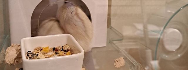 ゆきまる。さんの壁紙画像