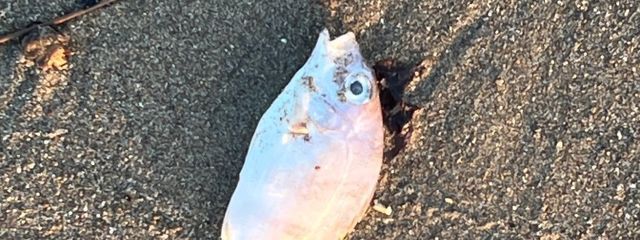 水不足さんの壁紙画像