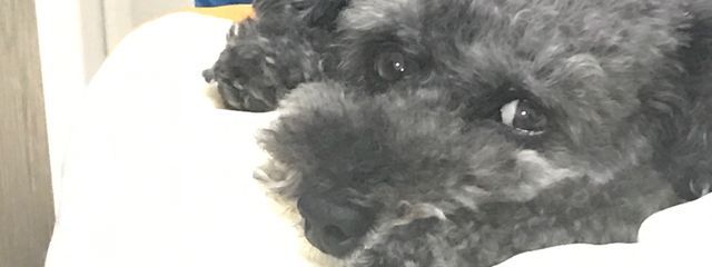 ゆのののののののさんの壁紙画像