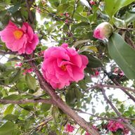 ネロナさんのアイコン画像