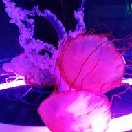 jellyfishさんのアイコン画像
