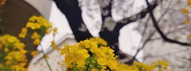 つくし294さんの壁紙画像