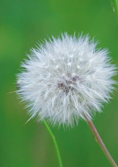 たんぽぽのわたげみたいな人