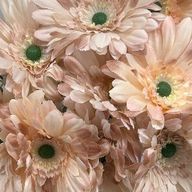 どぅ娯楽さんのアイコン画像