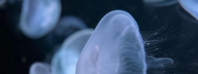 つちめさんの壁紙画像