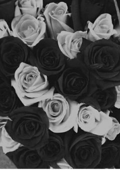 108本のバラをください