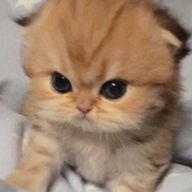 ( UT ̫ T)ﾉ♡さんのアイコン画像