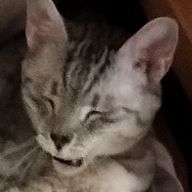 Kaさんのアイコン画像