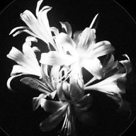 ︎ ︎ ︎ ︎ ︎ ︎ ︎好きも嫌いも愛してねさんのアイコン画像