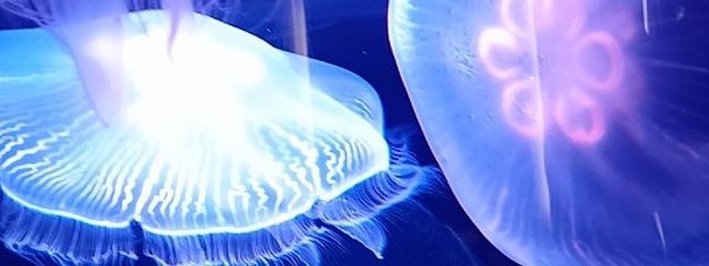 晒宮さんの壁紙画像