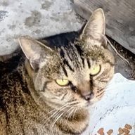 猫さんさんのアイコン画像