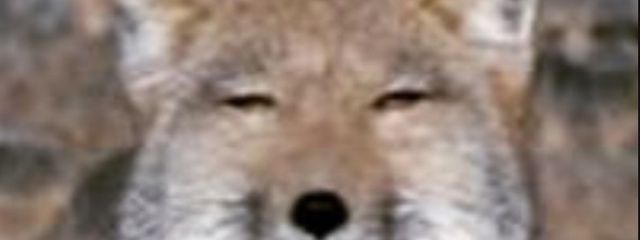 夢見れいさんの壁紙画像