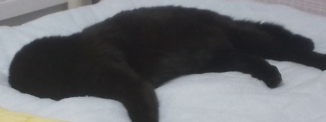 山葵(ᐛ👐) パァさんの壁紙画像