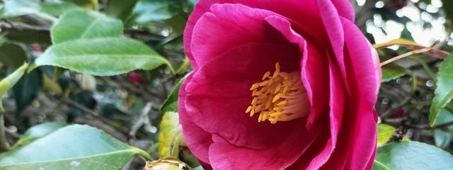 如月麗さんの壁紙画像