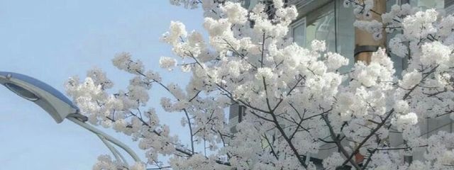 ぶんさんの壁紙画像