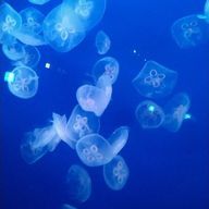 sachi🌌さんのアイコン画像