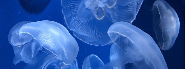 霸璢さんの壁紙画像