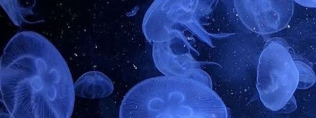 翠@みるちとペア画中さんの壁紙画像