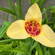 あかね　___チグリジア______さんのアイコン画像