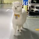 らう
