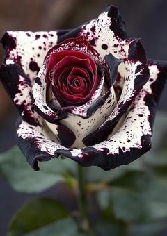 題名は貴方が決めてください.