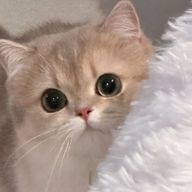 🍋 .*゜さんのアイコン画像