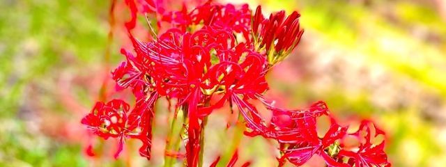 朧さんの壁紙画像