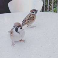 朧さんのアイコン画像