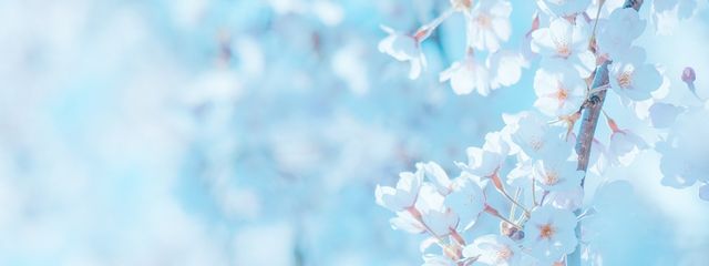 結雨🌷🪡さんの壁紙画像