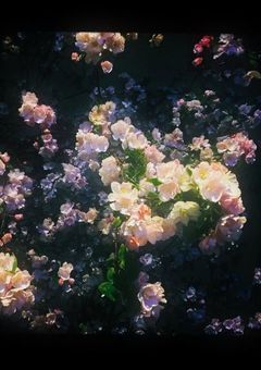 溺愛シェアハウス