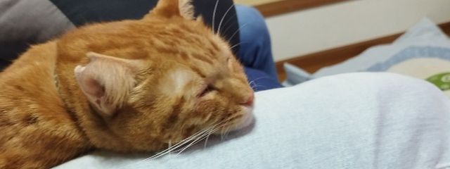 柘榴さんの壁紙画像