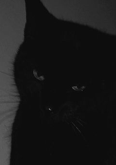 ˹ 大 病 院 占 拠 ˼