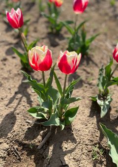 SnowManの紅一点はとあるメンバーと生き別れの双子です