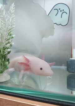 私が飼ってるペットが可愛すぎる件について