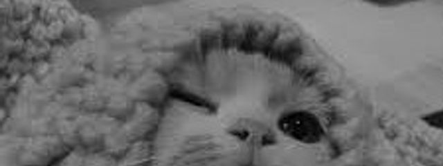 夜明@フォロバ100〜 🫶さんの壁紙画像