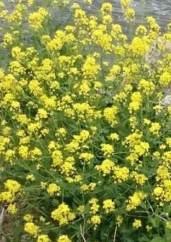 熱に浮かぶ心の影