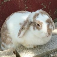 トメちゃん🐣🦀さんのアイコン画像