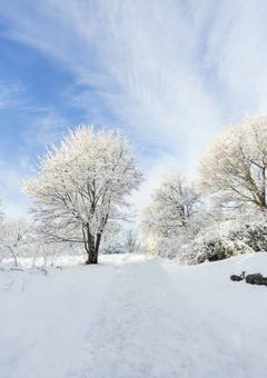 雪に咲く向日葵