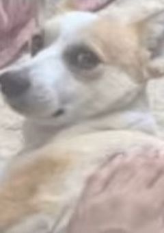 まさか推しが彼氏でした