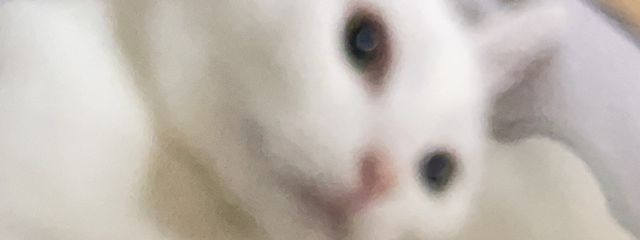 ねこずきさんの壁紙画像