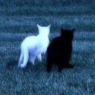 莉子 さんのアイコン画像