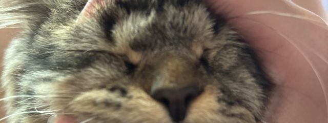 店長さんの壁紙画像