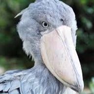 ハシビロコウ@ねこころ@天災()@受験生💜🎺さんのアイコン画像