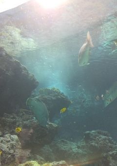 I want to cut myself, I want to overdose, I'm tired and I want to die, I'm tired of everything, but 