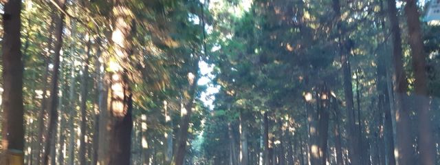 ルナ🍓さんの壁紙画像