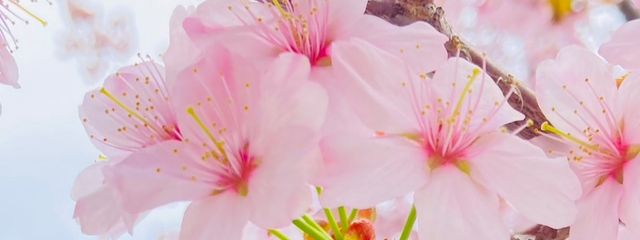 てんしょうさんの壁紙画像