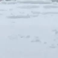 猫さんのアイコン画像