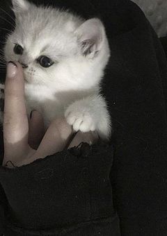 𝐒𝐧𝐨𝐰𝐌𝐚𝐧にはオタクが𝟑人いました＿＿