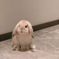 Rabbitさんのアイコン画像